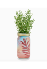 Rosemary Herb Garden Jar Rosemary Herb Garden Jar