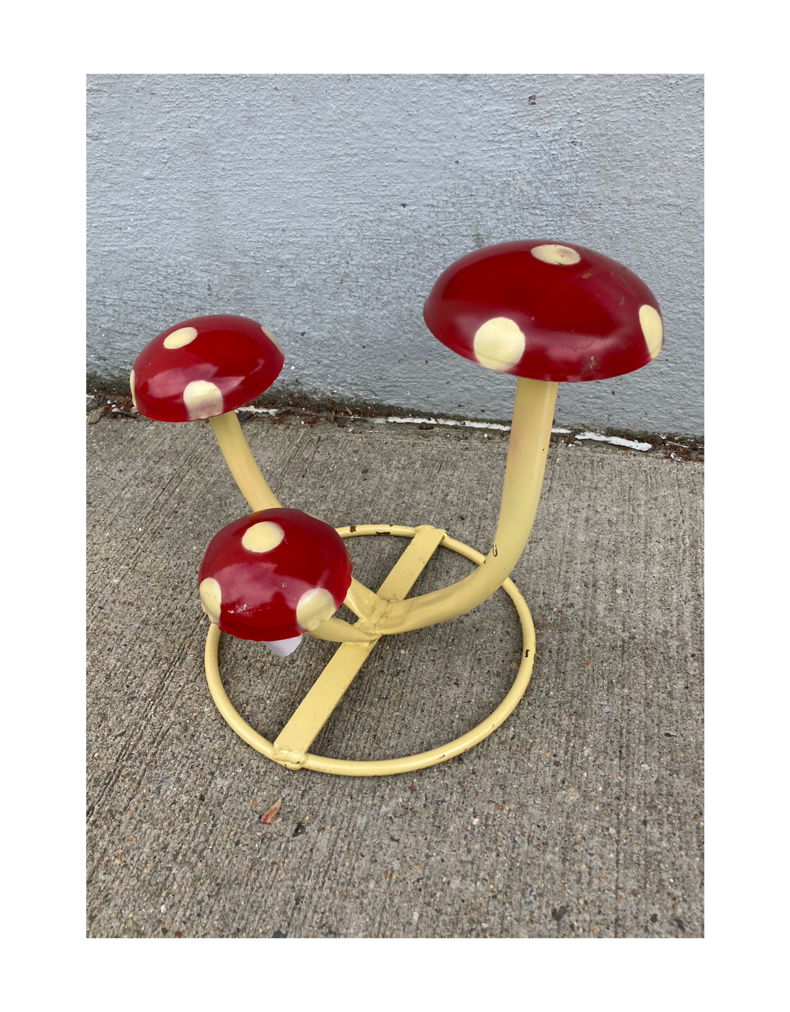 Wacky Mushrooms - Small - curbside pick up only!