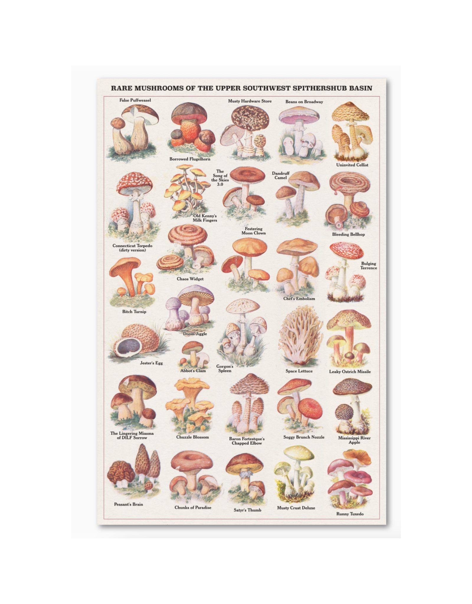 "Rare Mushrooms" Print - 11" x 17"