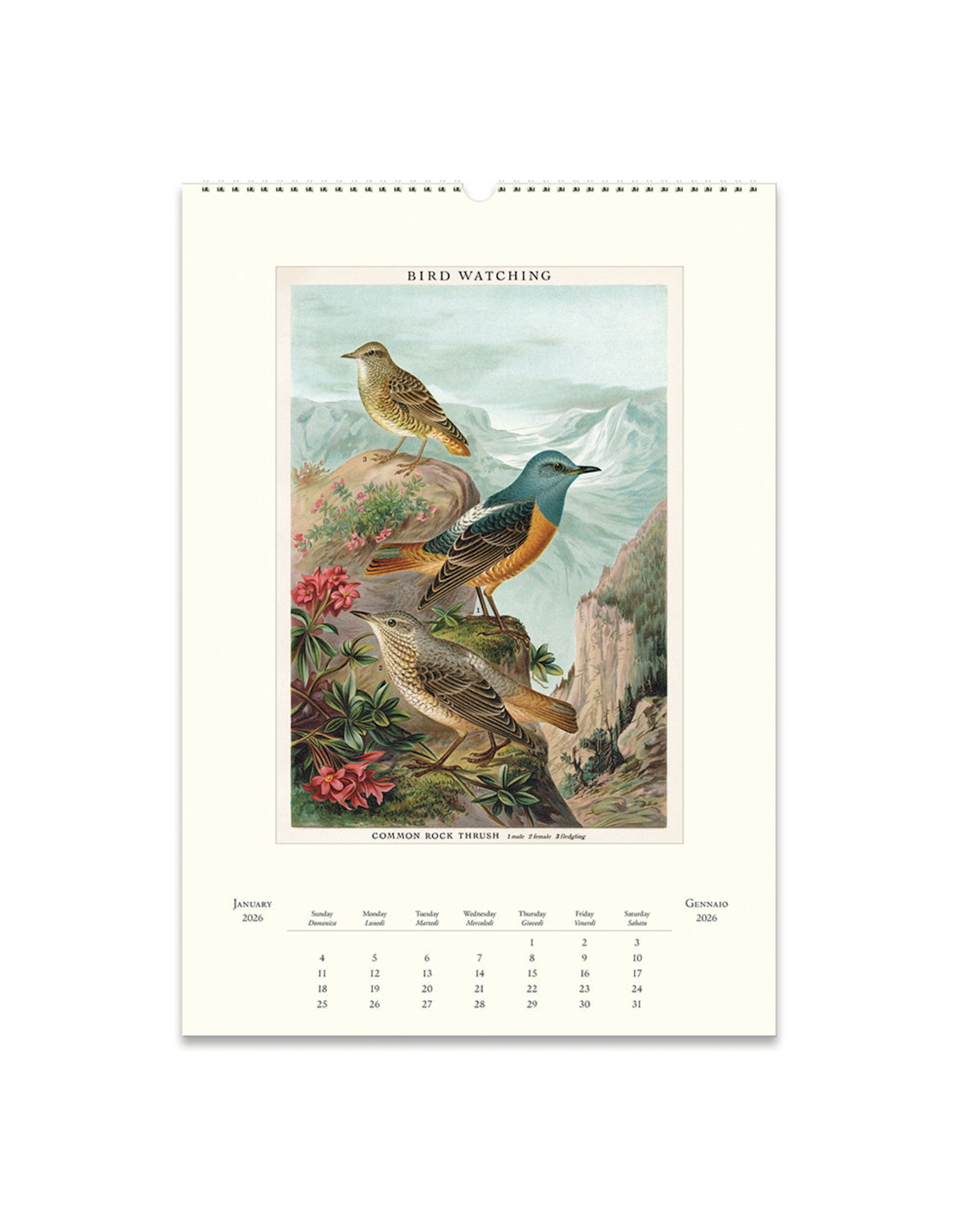 2026 Wall Calendar : Bird Watching