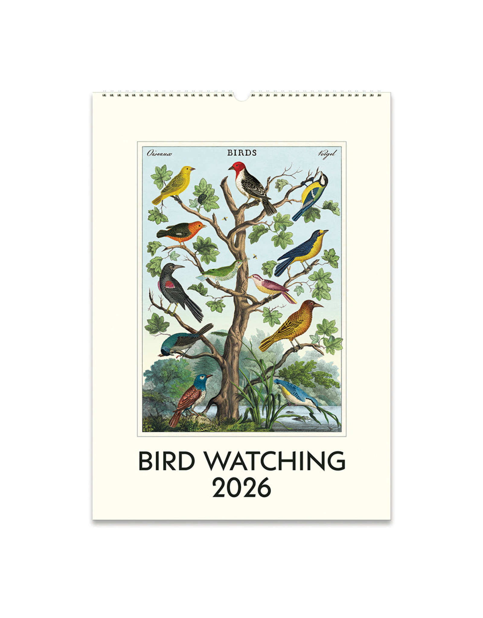 2026 Wall Calendar : Bird Watching