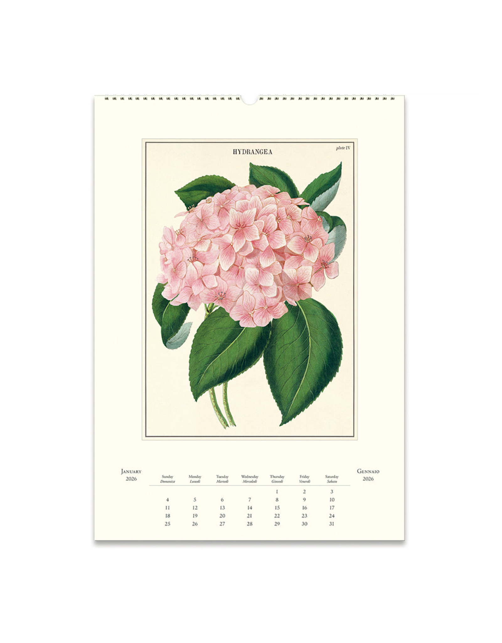 2026 Wall Calendar : Botanica