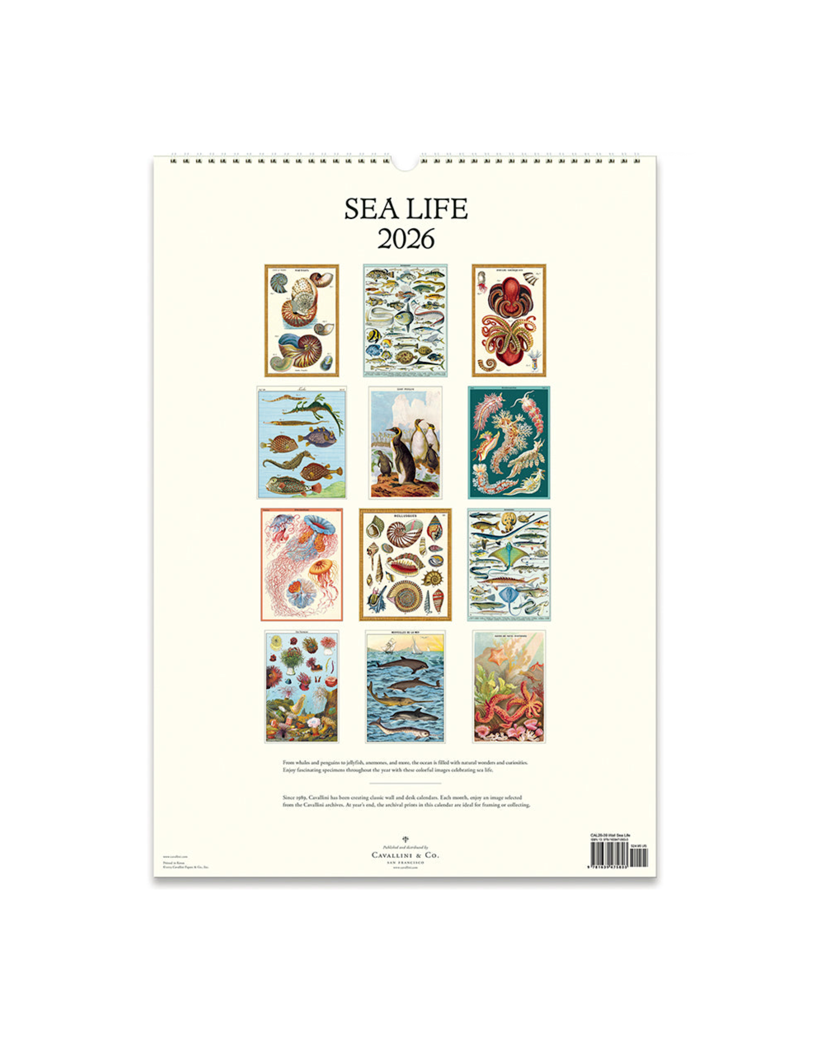 2026 Wall Calendar : Sea Life