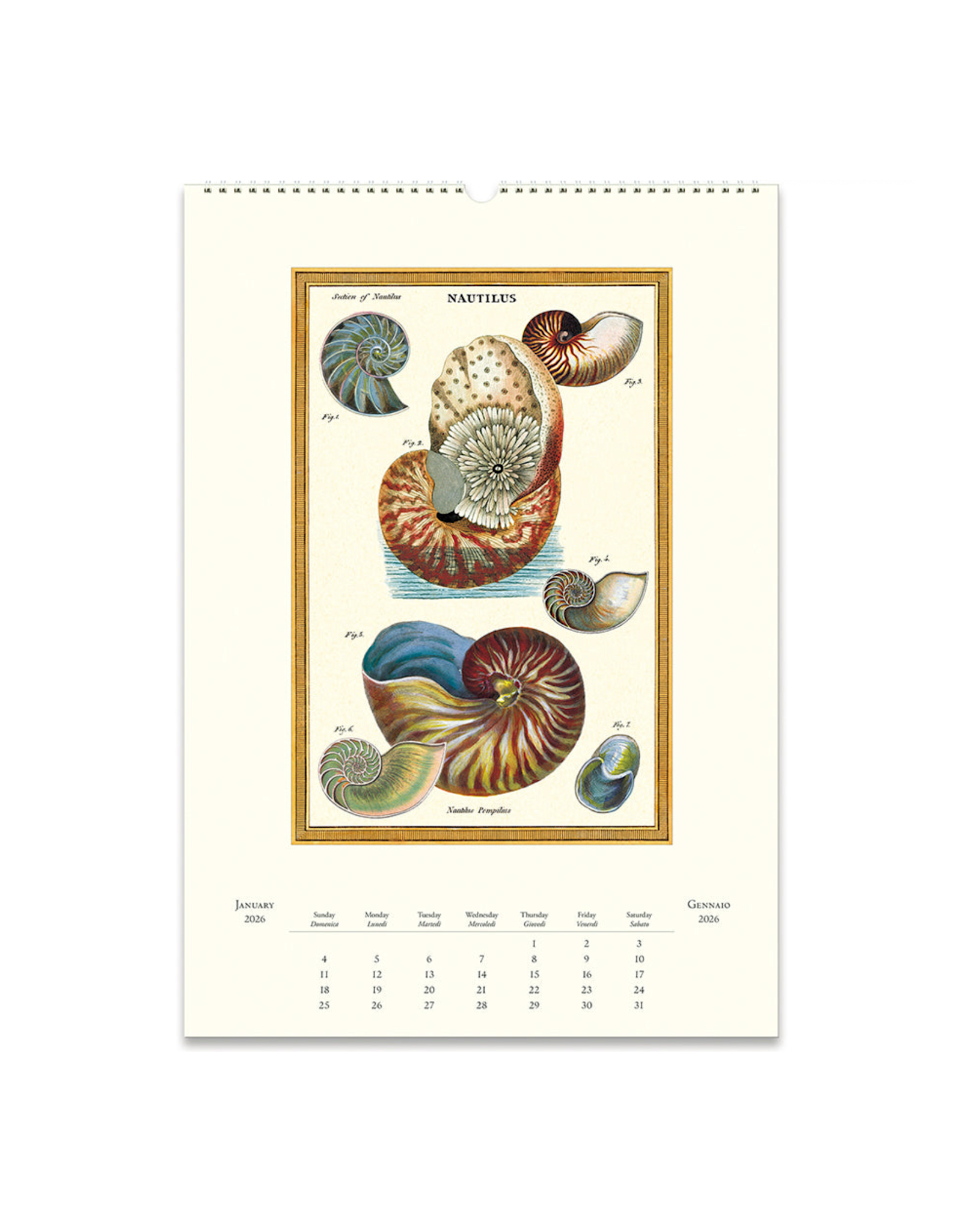 2026 Wall Calendar : Sea Life