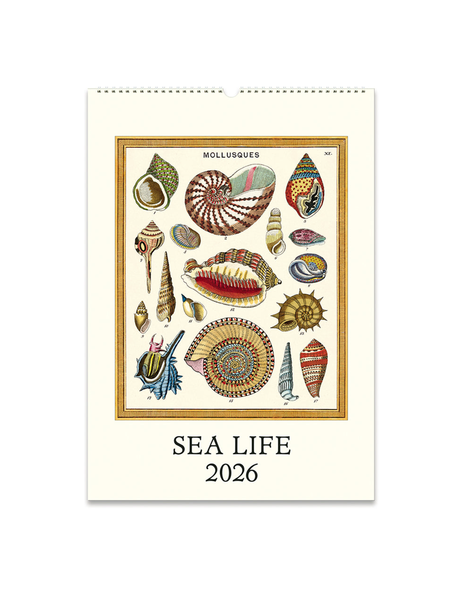 2026 Wall Calendar : Sea Life