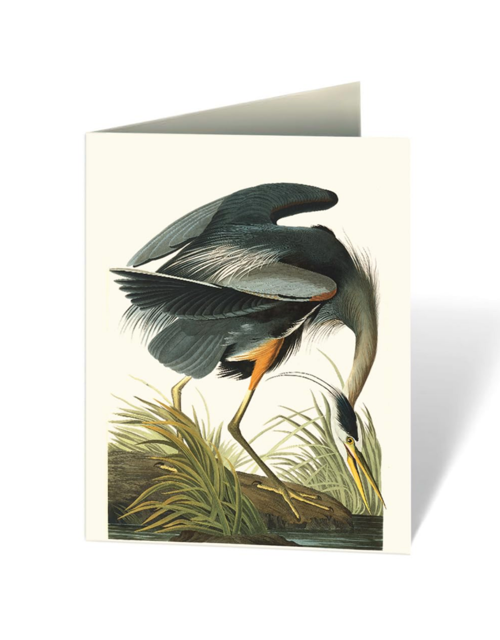 Audubon's Birds of America Notecard Set