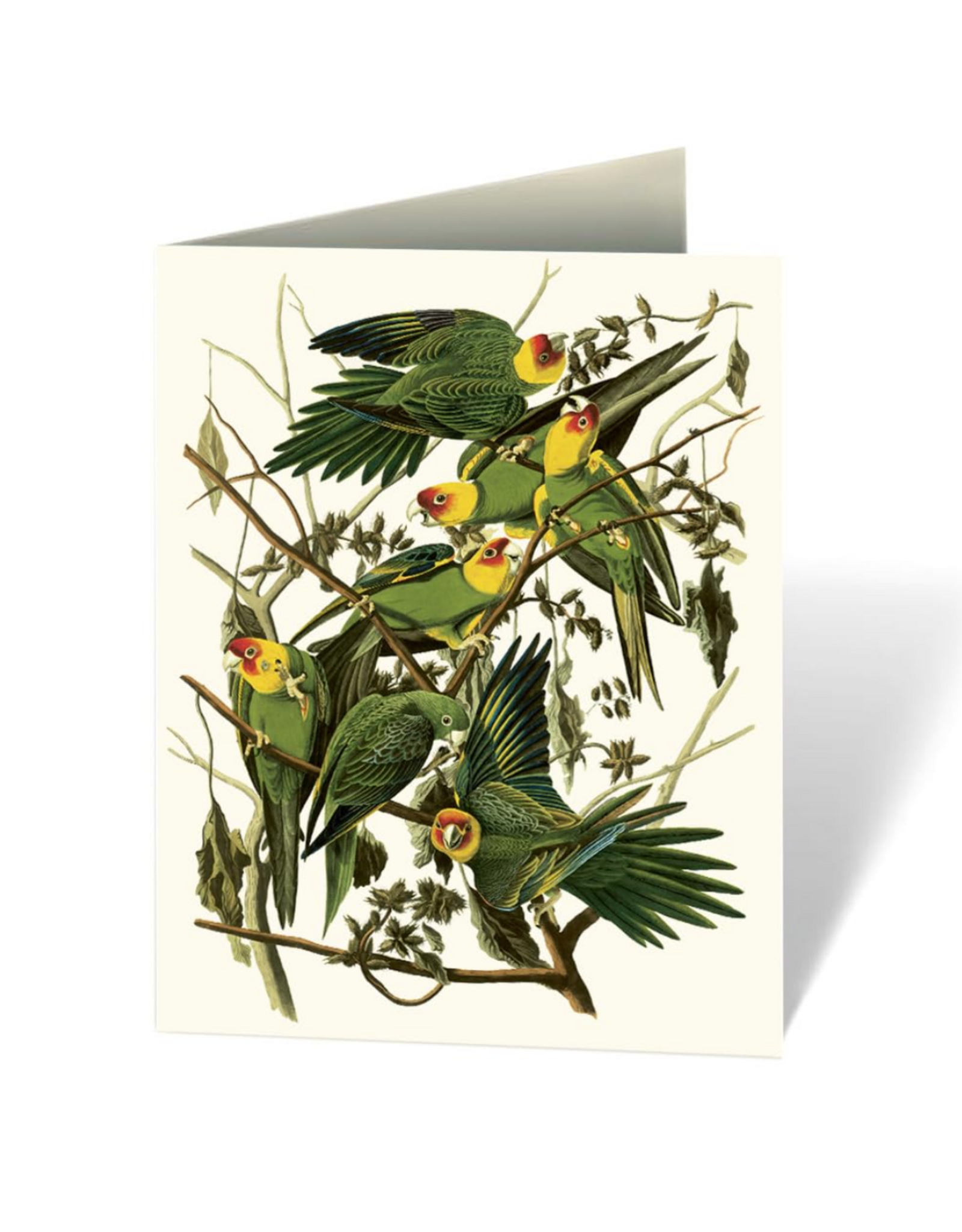 Audubon's Birds of America Notecard Set