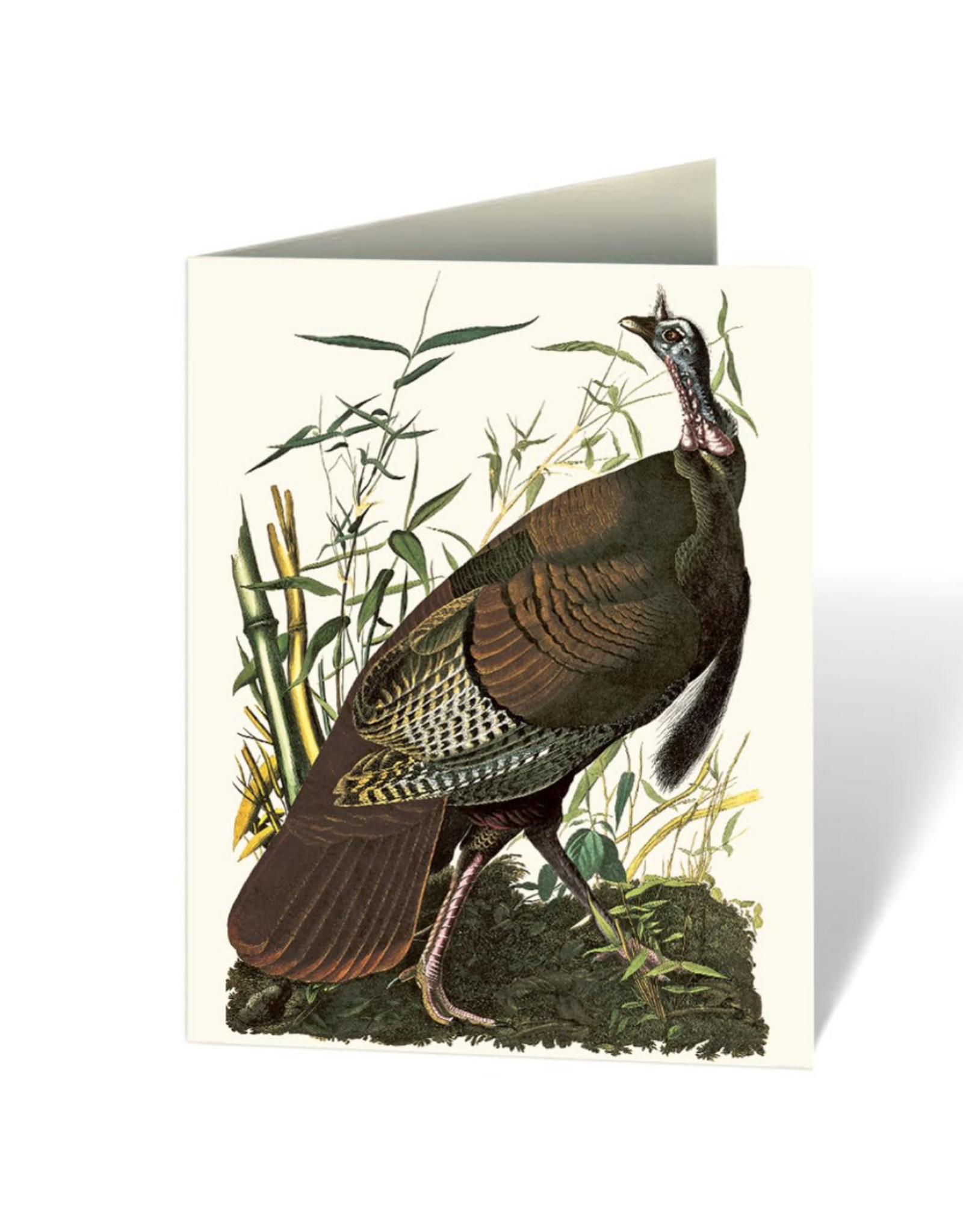 Audubon's Birds of America Notecard Set