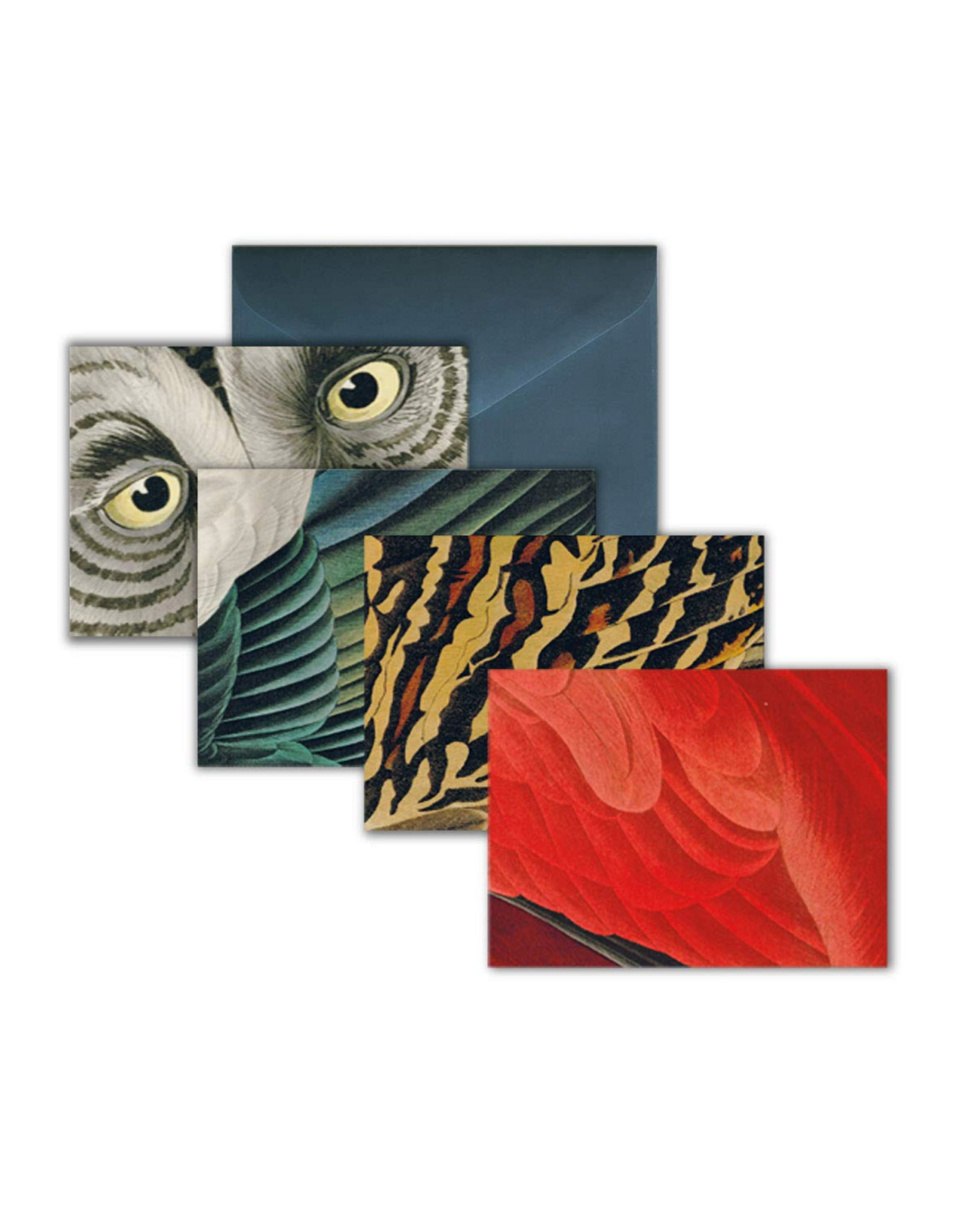 Audubon's Feathers: Detailed Notecard Set
