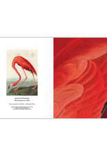 Audubon's Feathers: Detailed Notecard Set
