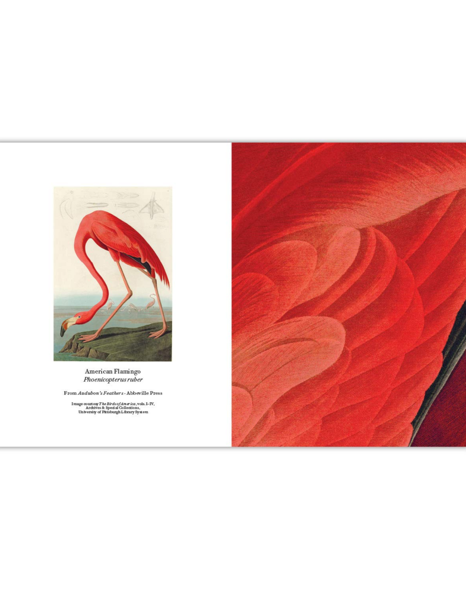 Audubon's Feathers: Detailed Notecard Set