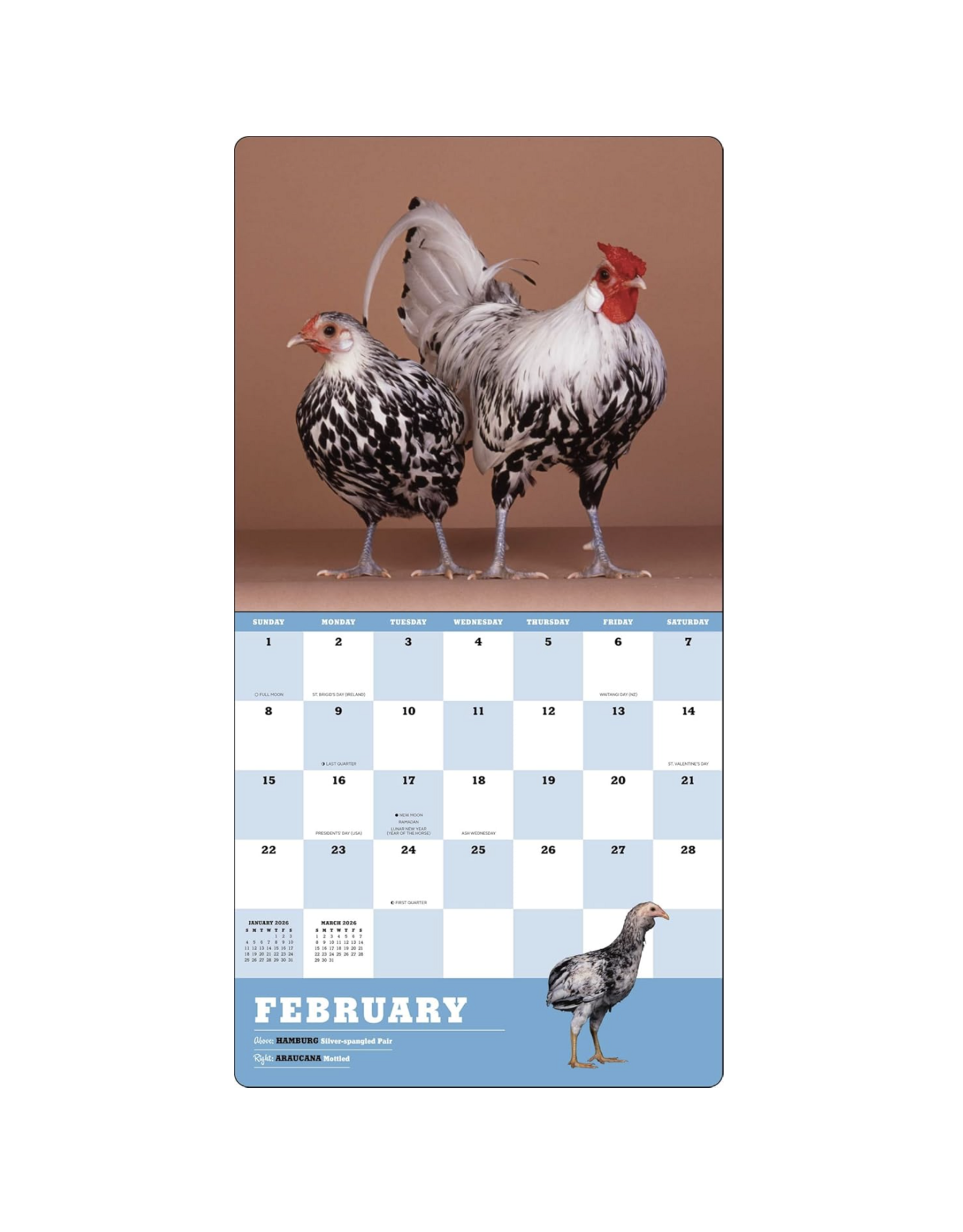 Extraordinary Chickens Wall Calendar 2026