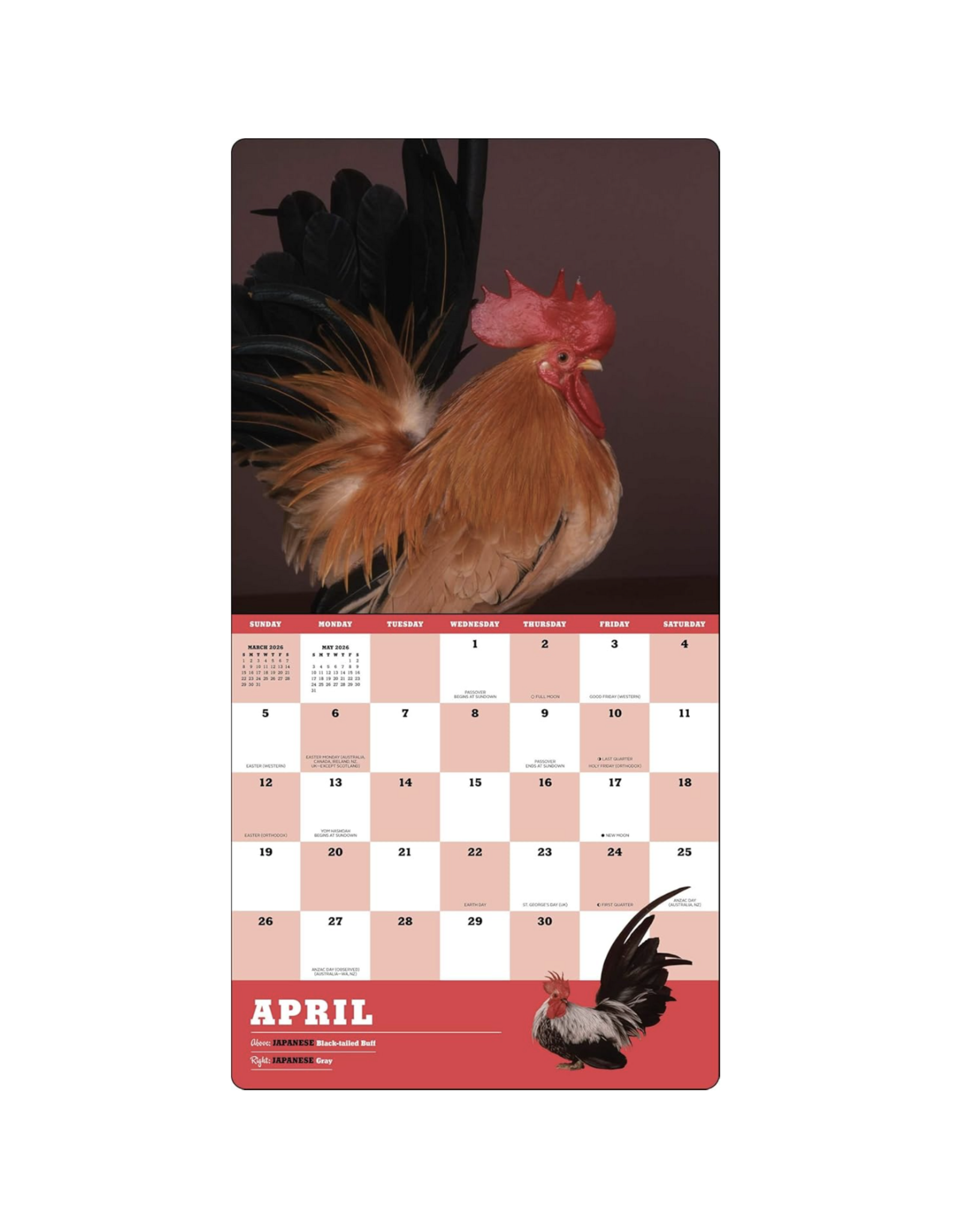 Extraordinary Chickens Wall Calendar 2026