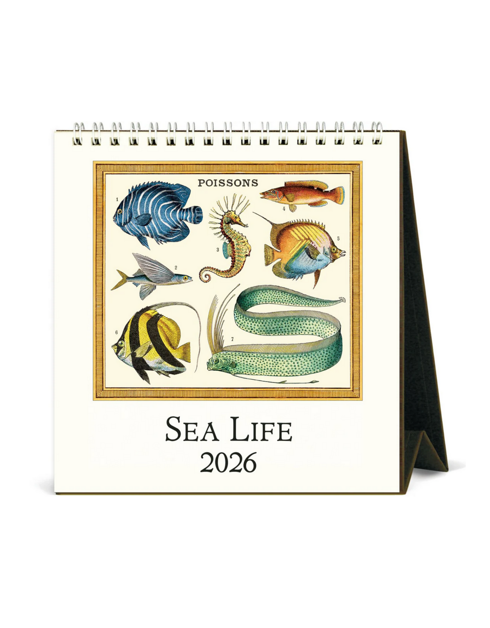 2026 Desk Calendar: Sea Life
