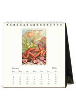 2026 Desk Calendar: Sea Life