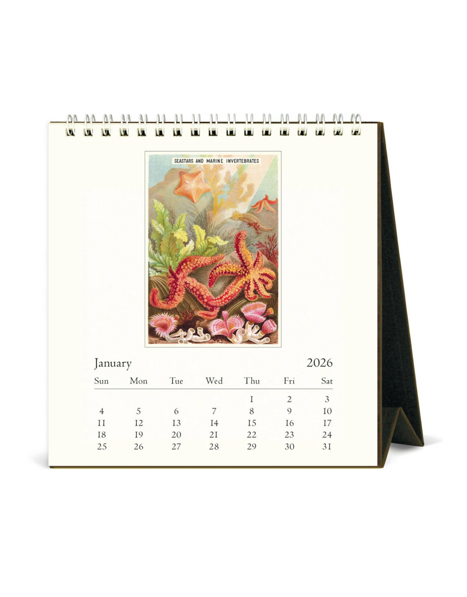 2026 Desk Calendar: Sea Life