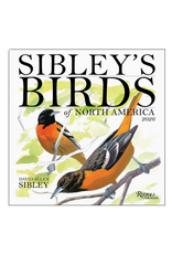 Sibley's Birds of North America Wall Calendar 2026