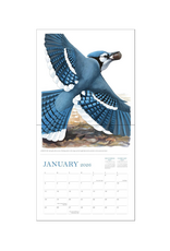 Sibley's Birds of North America Wall Calendar 2026