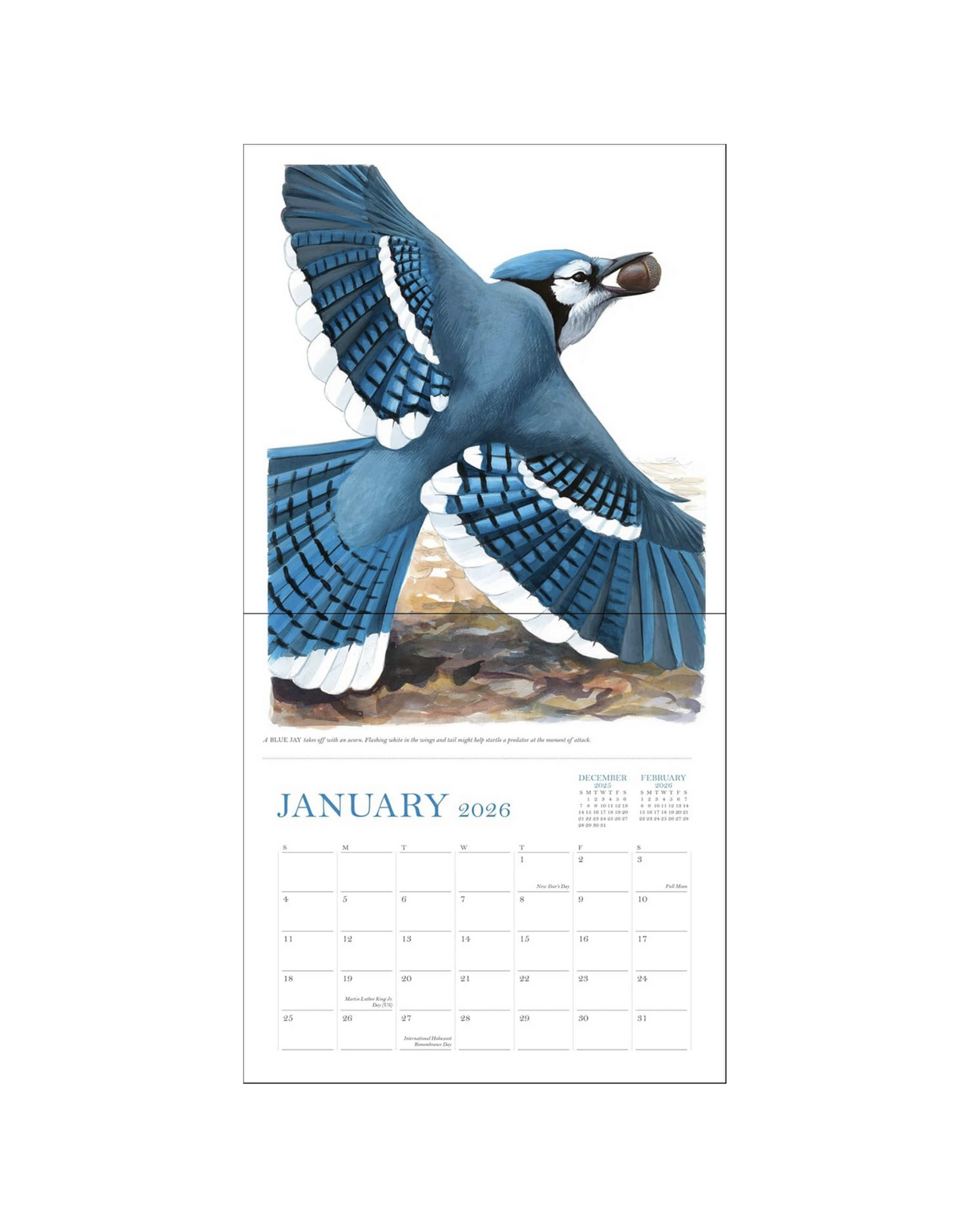 Sibley's Birds of North America Wall Calendar 2026