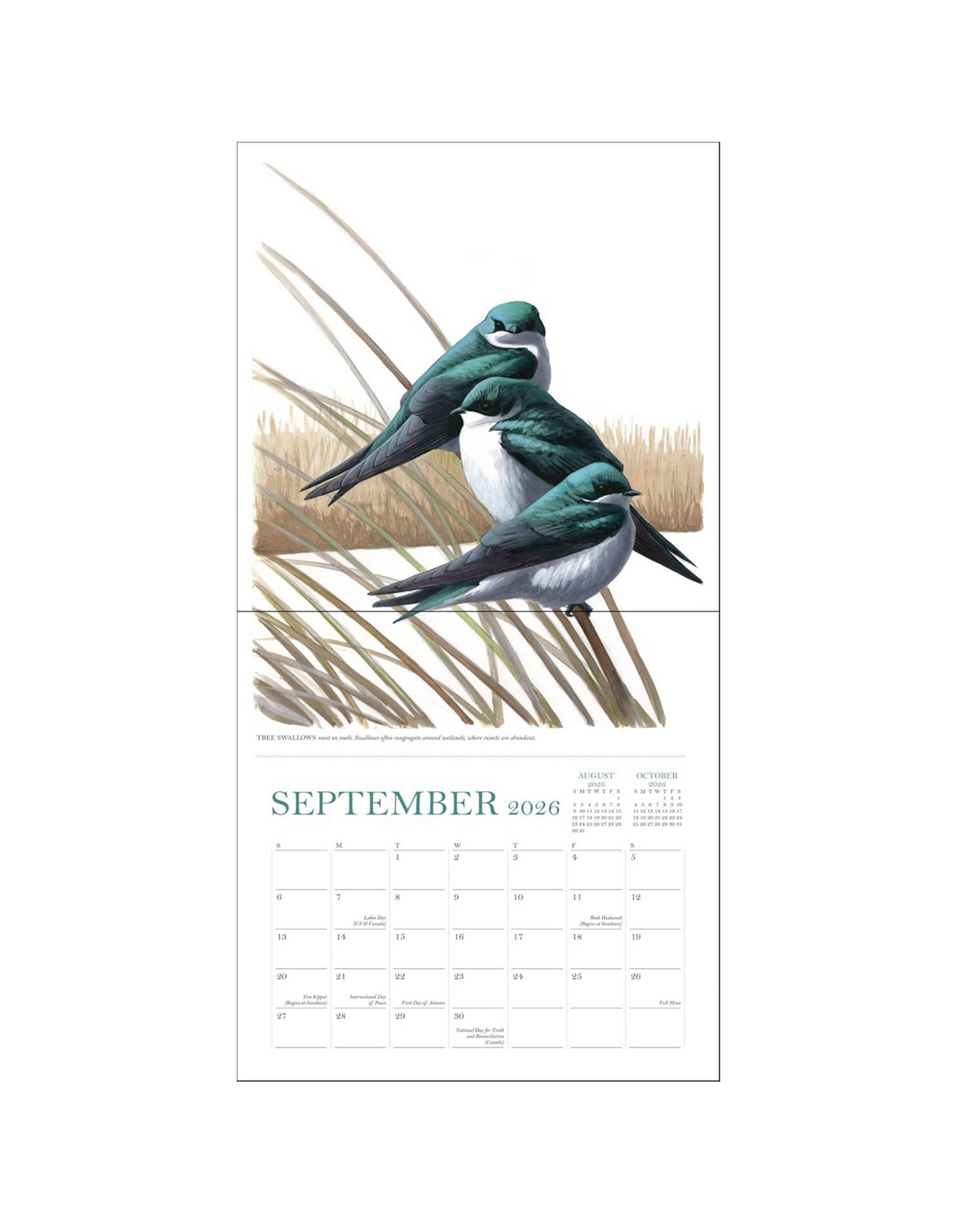 Sibley's Birds of North America Wall Calendar 2026