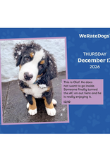 We Rate Dogs Day-To-Day Calendar 2026