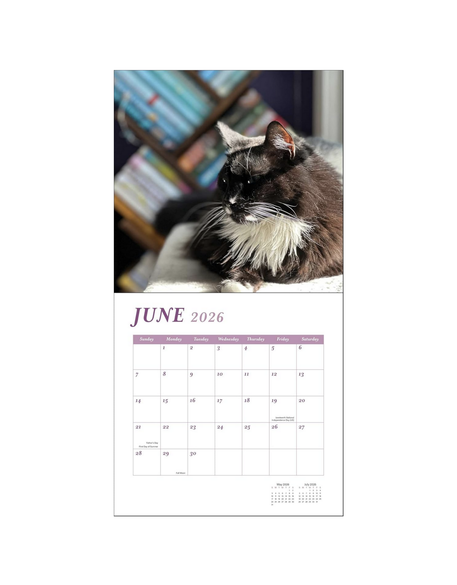 Cats & Books Wall Calendar 2026