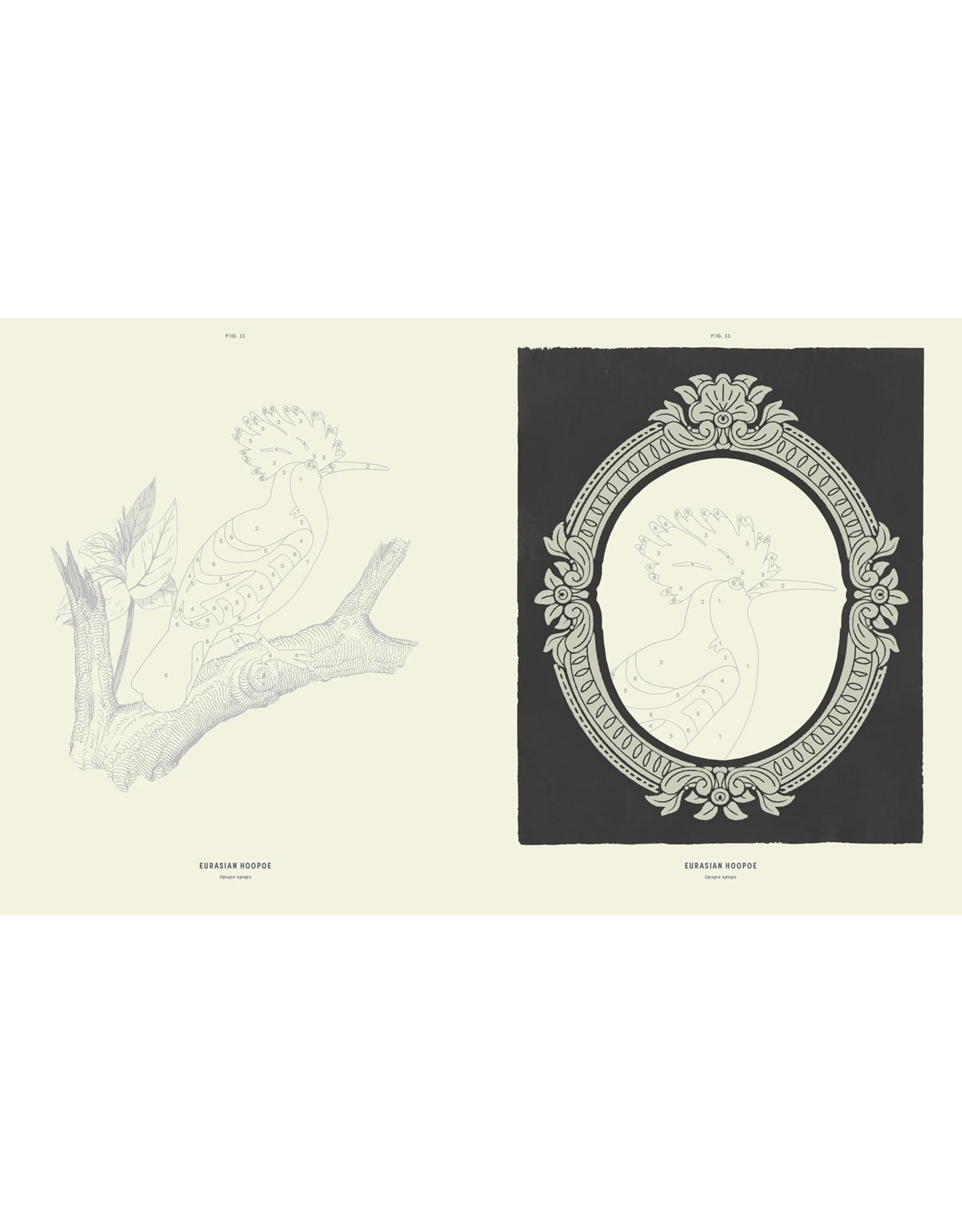 Coloready Birds Paint By Number Prints