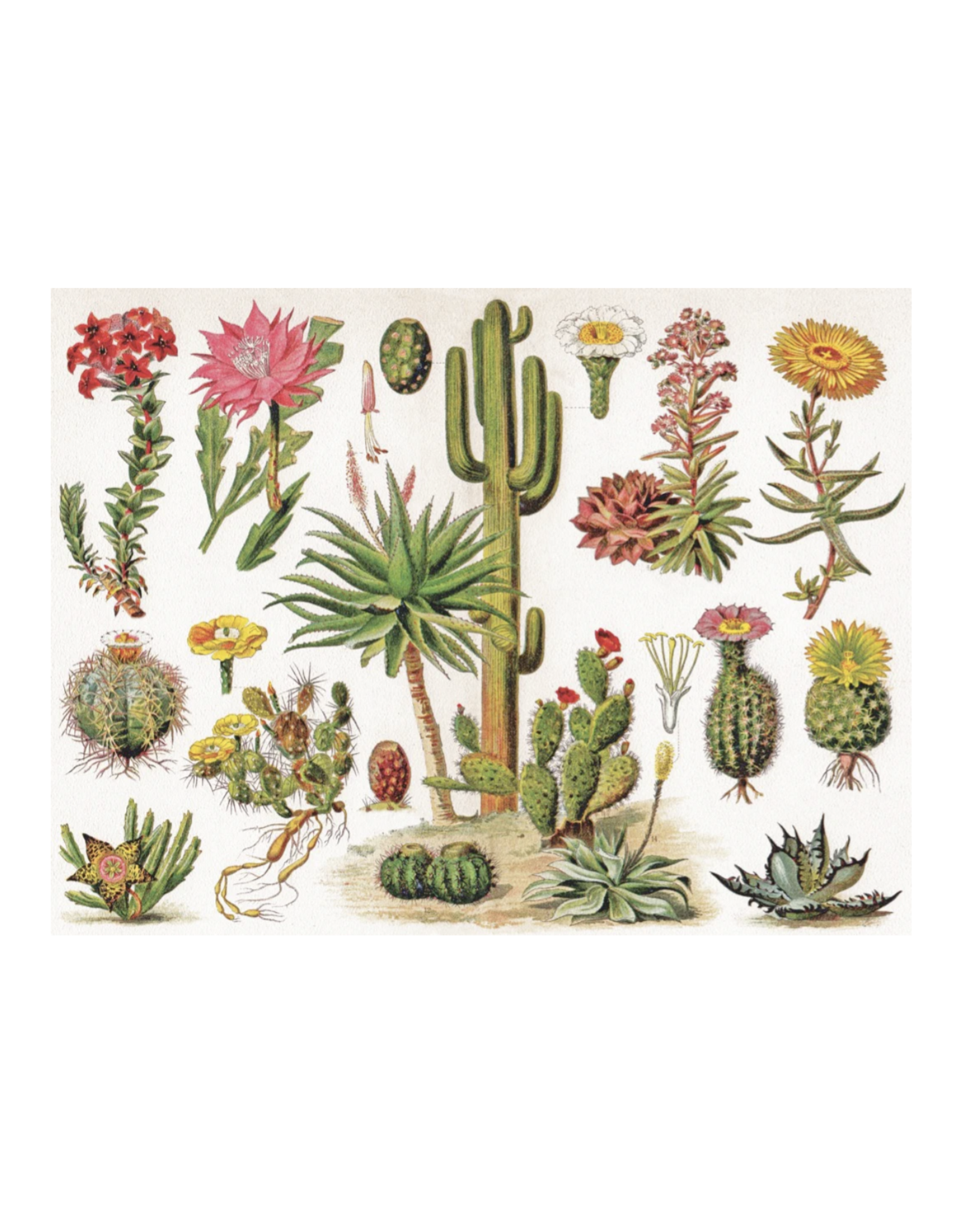 Cactus - 1000 Piece Puzzle