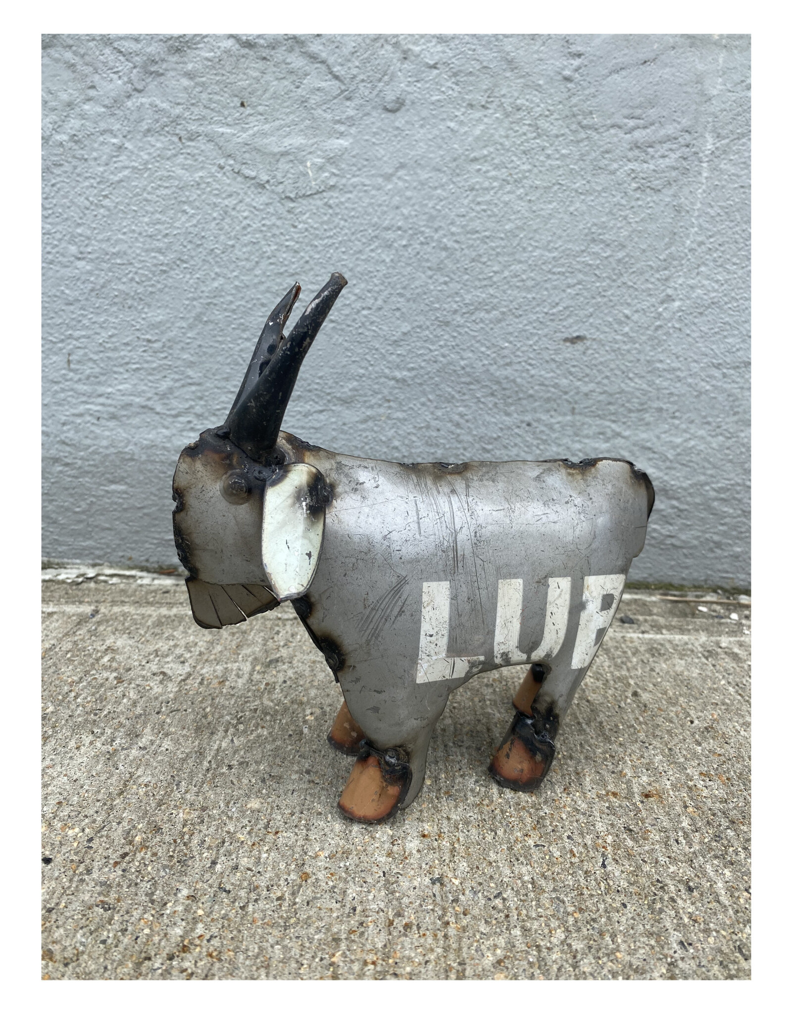 Mini Goat