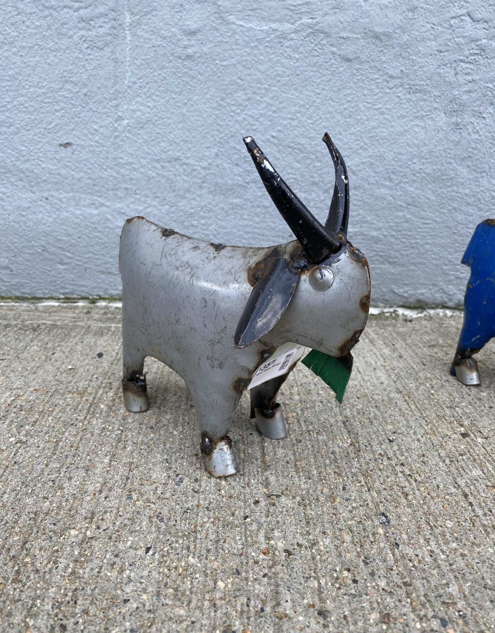 Mini Goat