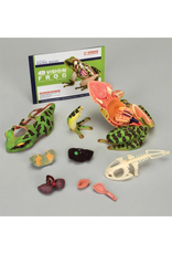 4D Frog Anatomy