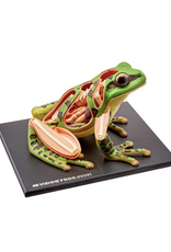 4D Frog Anatomy