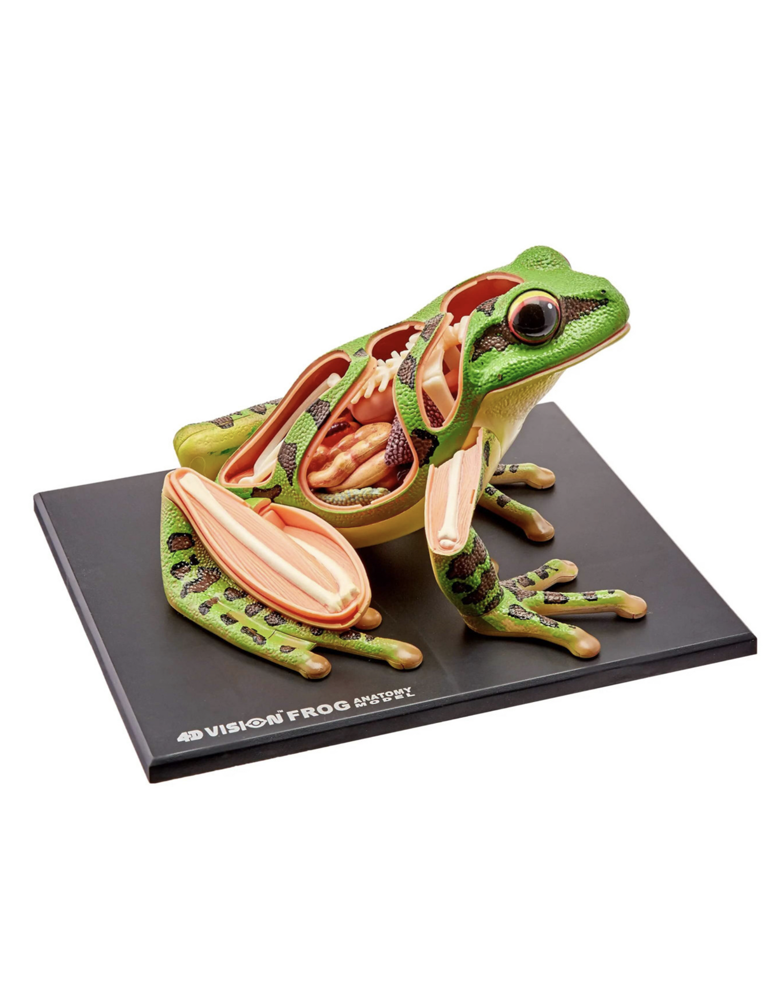 4D Frog Anatomy - Home