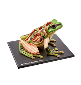 4D Frog Anatomy