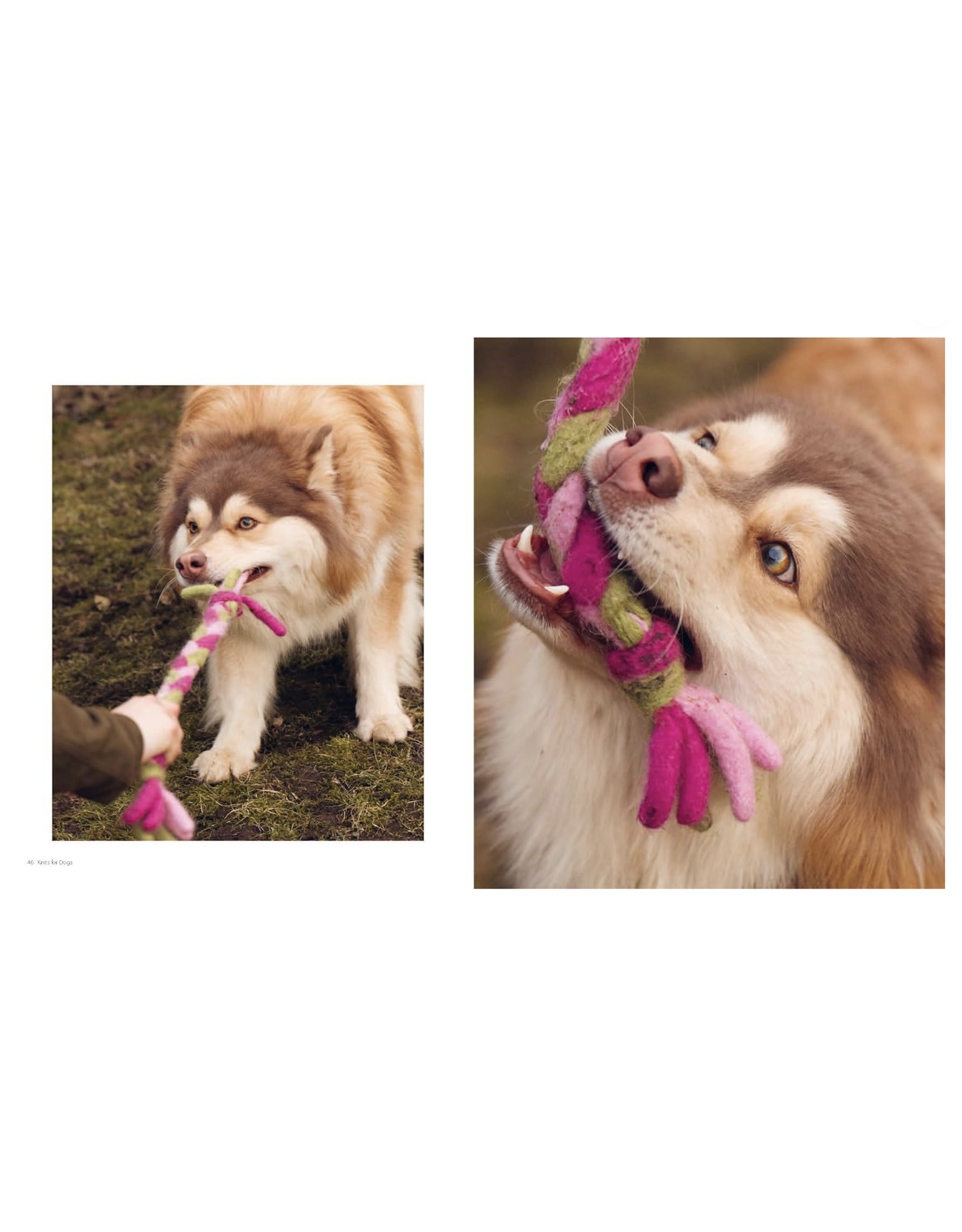 Knits for Dogs