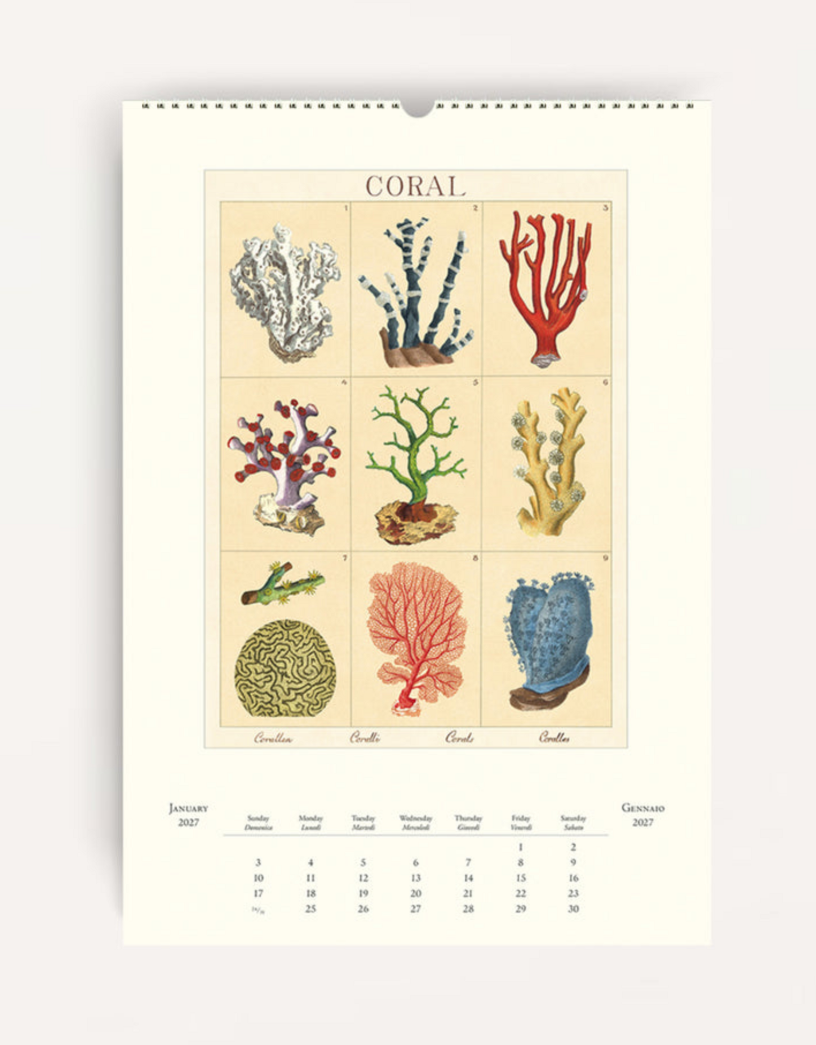 2027 Wall Calendar : Sea Life