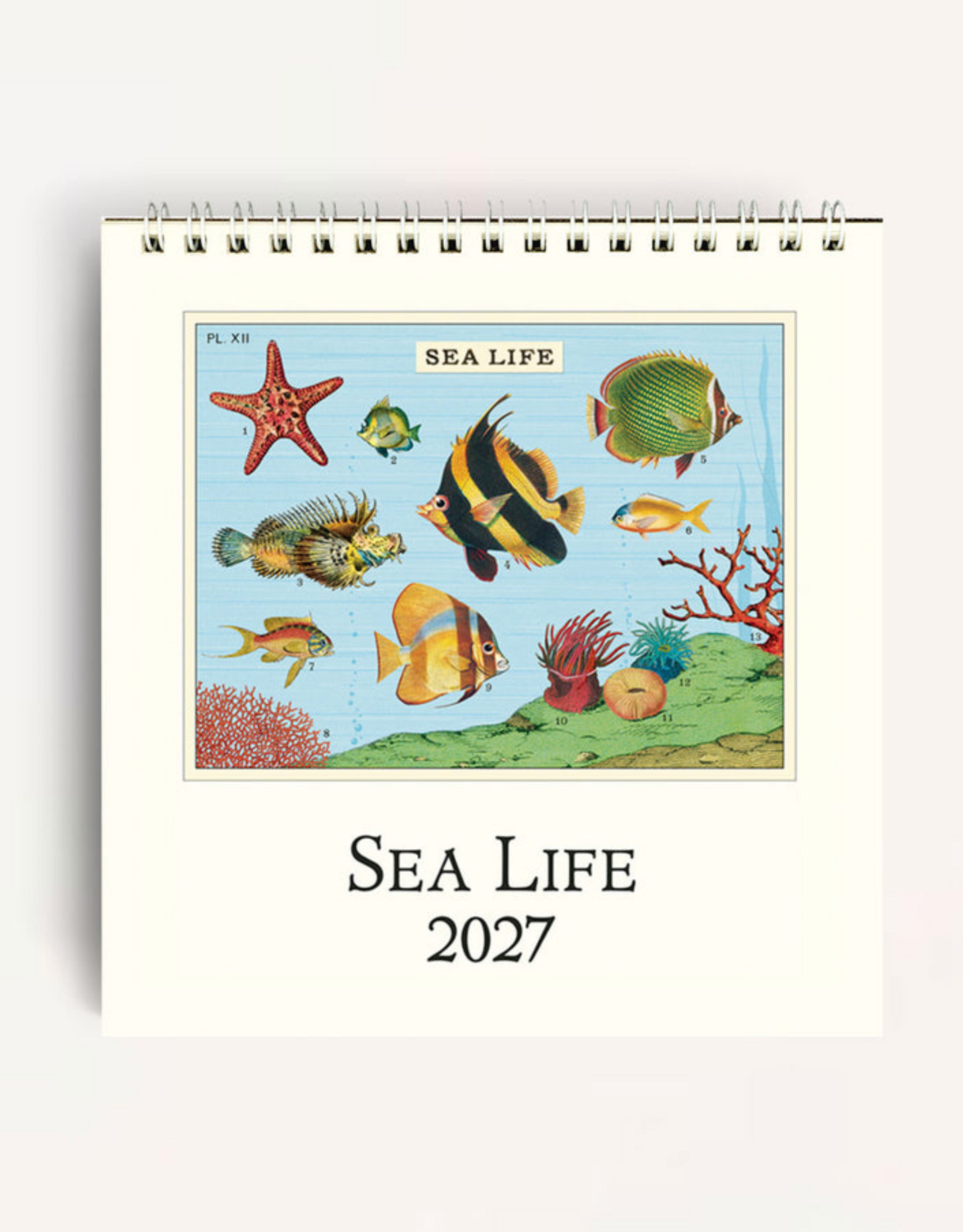 2027 Desk Calendar: Sea Life