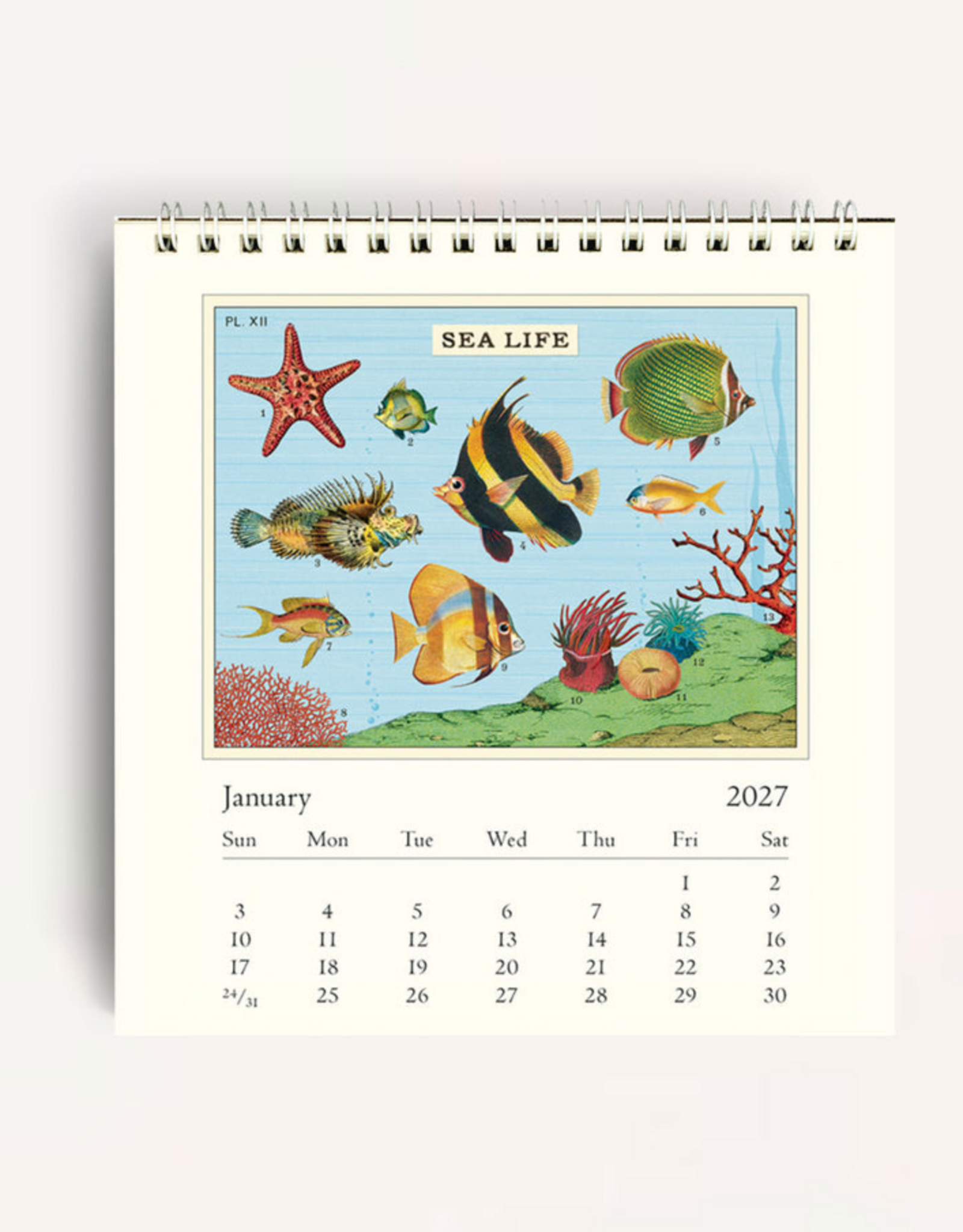 2027 Desk Calendar: Sea Life