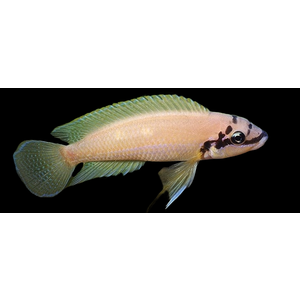 Chalinochromis Brichardi