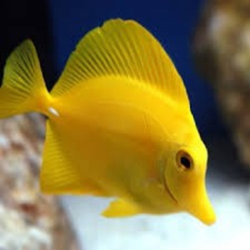 TANG, YELLOW