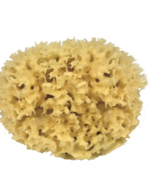 Croll & Denecke Éponge de mer naturelle et durable