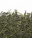 Camellia Sinensis Sencha Nagashima Organic 75g