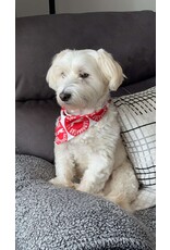 Pet Bandana
