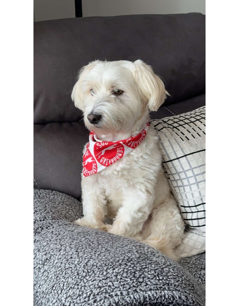 Pet Bandana