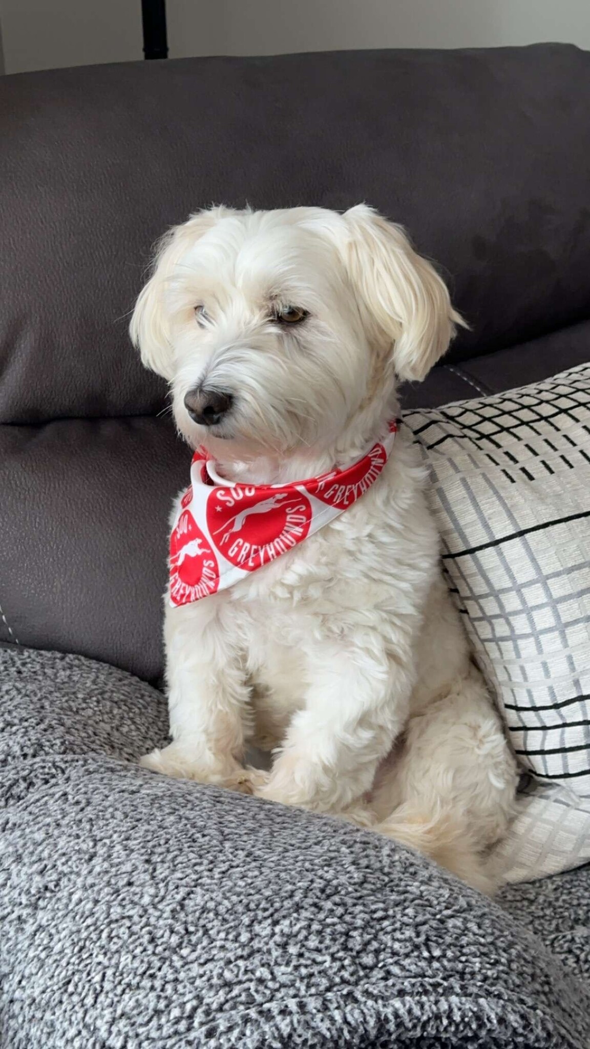 Pet Bandana