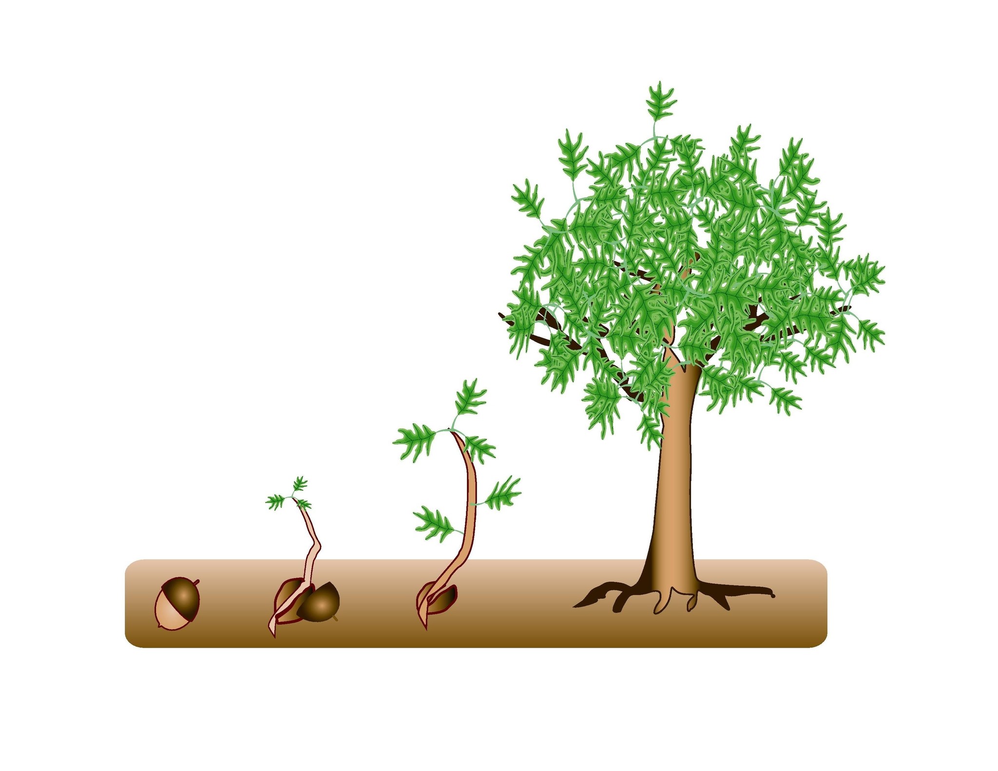 How to plant a tree or shrub, tree