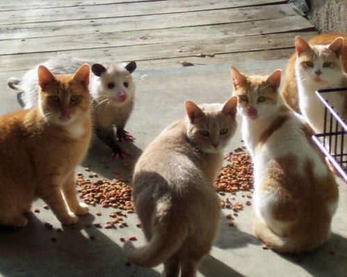 How to NOT catch a Cat