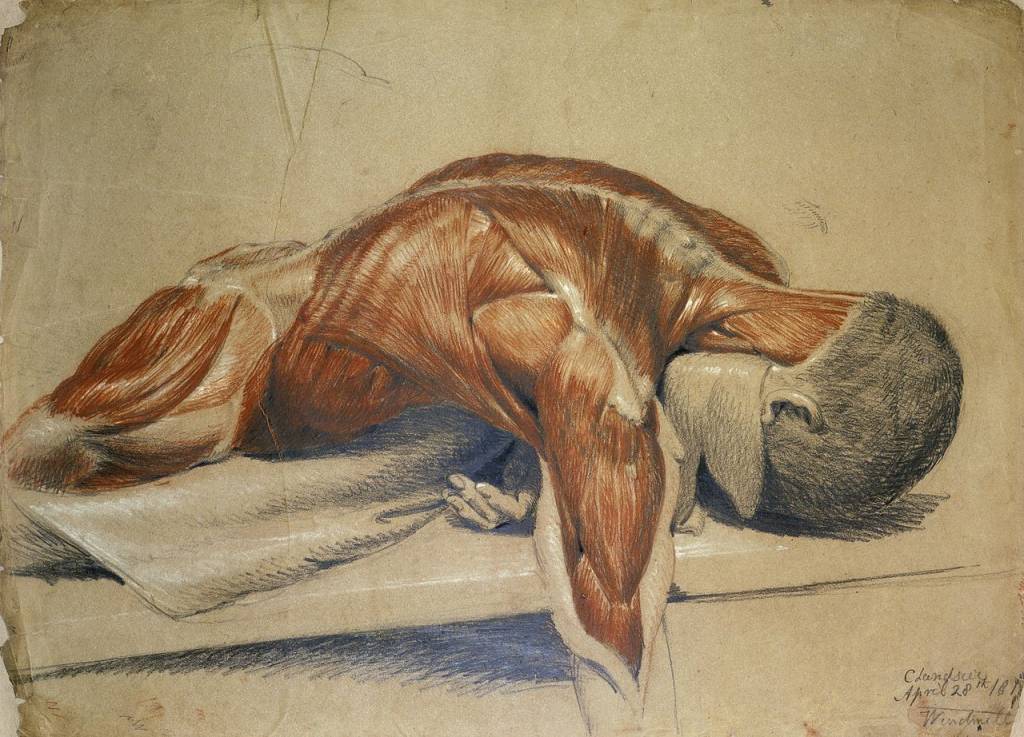My Thoughts After a Week of Human Dissection