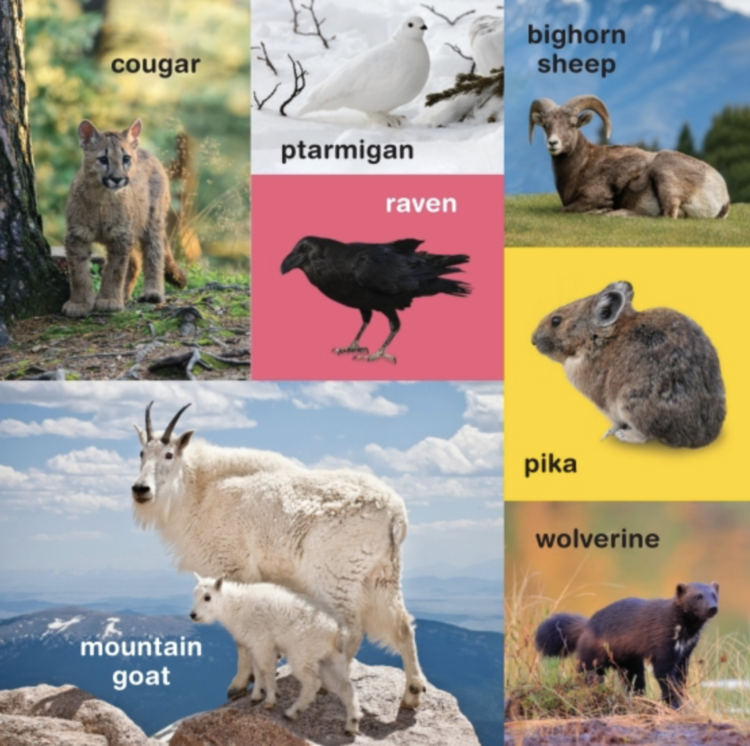 Penguin Books My First 100 PNW Animals