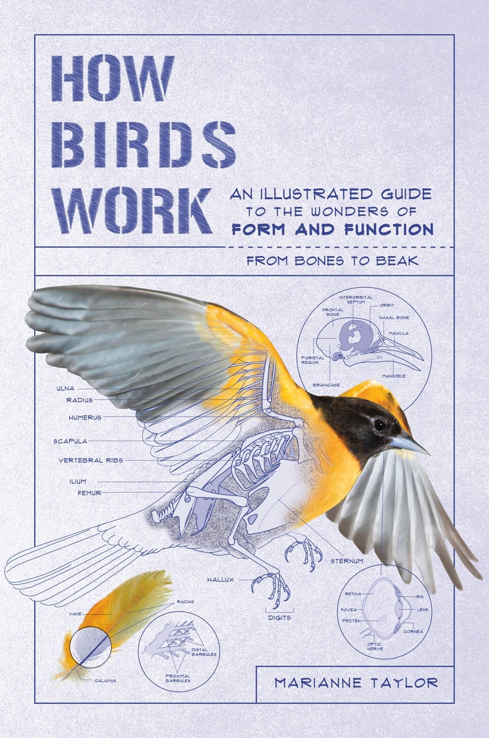 The Experiment How Birds Work: ...Form and Function, from Bones to Beak